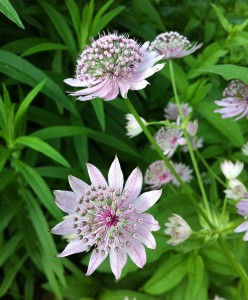 astrantia-major