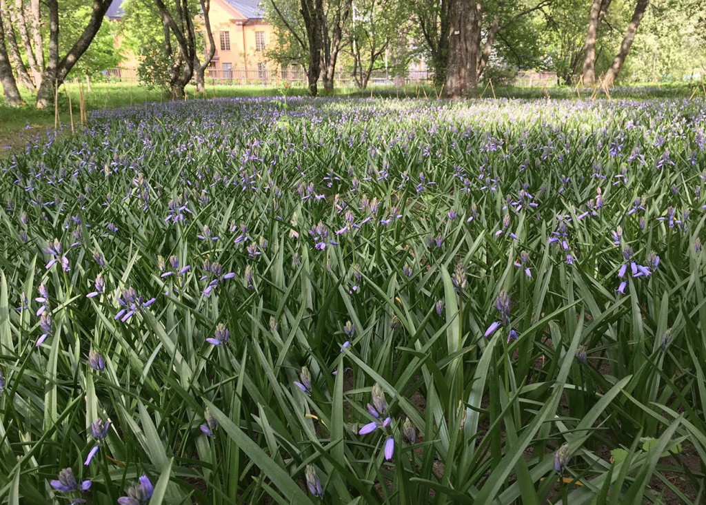 Klockhyacinter – Bluebells i Botan