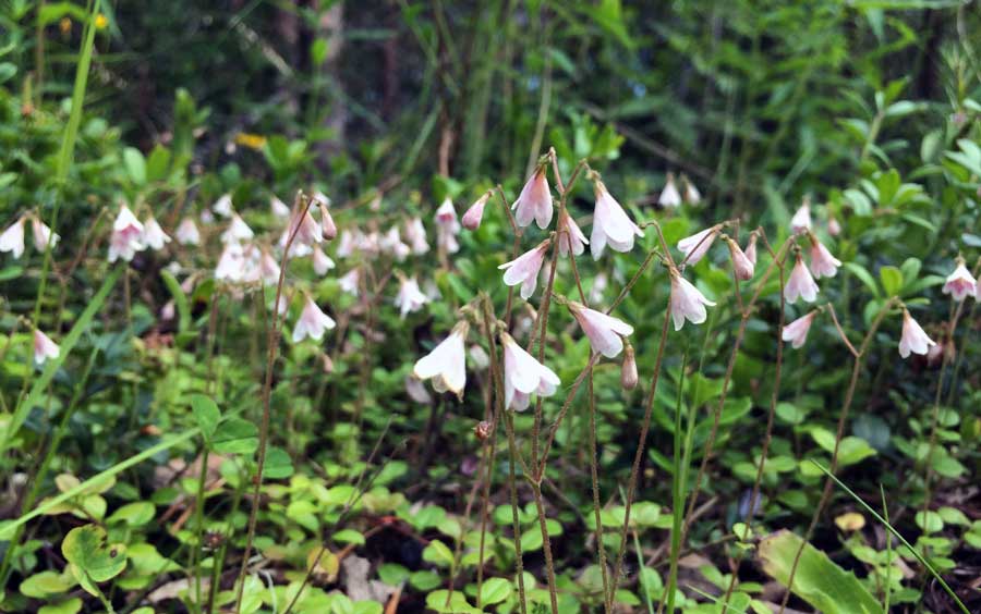 Linnaea borealis, fotograferad i Jävre utanför Piteå sommaren 2016