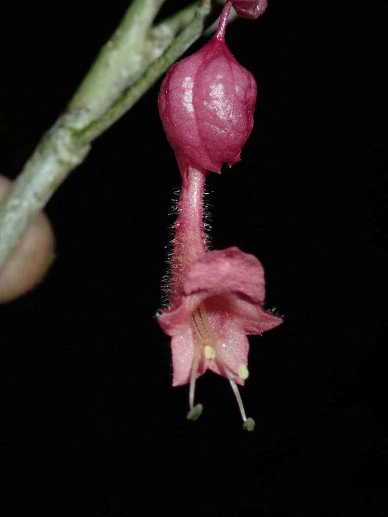 Figur 1. Vitex sp. nov., en obeskriven kransblommig växt (Lamiaceae), samlad i sekundär regnskog på Madagaskars östkust. Foto: Ulf Swenson (19 april 2016).