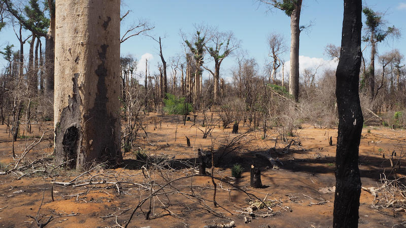 Figur 2. Förlusten av livsmiljöer på Madagaskar är enorm. Här är spåren efter en brand som startade för 12 år sedan i en baobab-skog norr om Toliara. Foto: Ulf Swenson (29 januari 2018).
