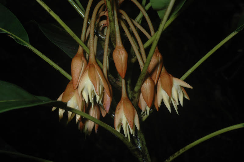 Figur 5. Bemangidia lowryi (Sapotaceae), ett nybeskrivet monotypiskt släkte, känt endast från Bemangidy forest. Foto: Pete Lowry.