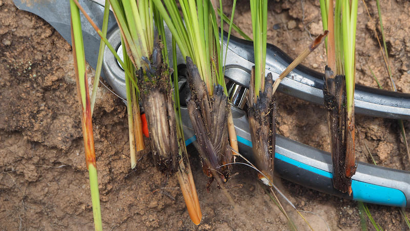 Figur 6. Brandresistent art av Fimbristylis ur växtfamiljen Cyperaceae. Foto: Ulf Swenson (14 februari 2018).