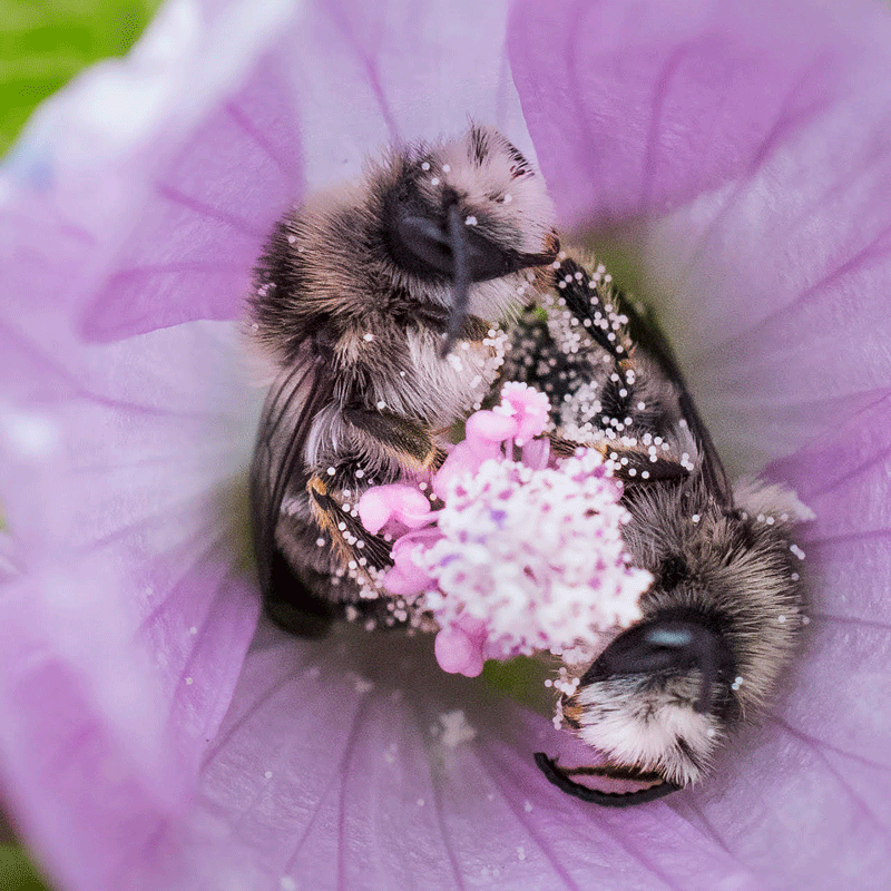 Två hanar av blåklocksbi (Melitta haemorrhoidalis)