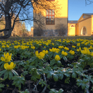 Otålig vår i Orangeriet 2019